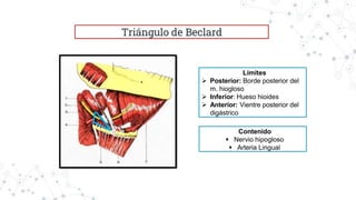 Triángulo de Beclard
Límites
 Posterior: Borde posterior del
m. hiogloso
 Inferior: Hueso hioides
 Anterior: Vientre posterior del
digástrico
Contenido
 Nervio hipogloso
 Arteria Lingual
 