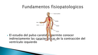  El estudio del pulso carotideo permite conocer 
indirectamente las características de la contracción del 
ventrículo izquierdo 
 