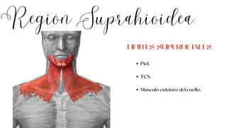 Región Suprahioidea.
Piel.
TCS.
Músculo cutáneo del cuello.
LIMITES SUPERFICIALES
 
