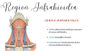 Región Infrahioidea.
Arriba: plano horizontal que pasa por
el cuerpo del hioides.
Abajo: horquilla esternal.
Lateralmente: borde anterior de los
esternocleidomastoideos.
LIMITES SUPERFICIALES
 