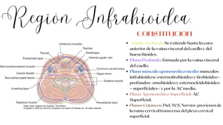 Región Infrahioidea.
Limite Profundo Se extiende hasta la cara
anterior de la vaina visceral del cuello y del
hueso hioides.
Plano Profundo: formado por la vaina visceral
del cuello.
Plano músculo aponeurótico medio: músculos
infrahioideos (esternotirohioideo y tirohioideo -
profundos- omohioideo y esternocleidohioideo
– superficiales-) y por la AC media.
Plano Aponeurótico Superficial: AC
Superficial.
Planos Cutáneos: Piel, TCS, Nervios (provienen de
la rama cervical transversa del plexo cervical
superficial.
CONSTITUCIÓN
 