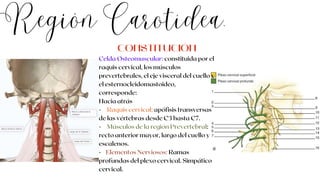 Región Carotídea.
Celda Osteomuscular: constituida por el
raquis cervical, los músculos
prevertebrales, el eje visceral del cuello y
el esternocleidomastoideo,
corresponde:
Hacia atrás
· Raquis cervical: apófisis transversas
de las vértebras desde C3 hasta C7.
· Músculos de la región Prevertebral:
recto anterior mayor, largo del cuello y
escalenos.
· Elementos Nerviosos: Ramas
profundas del plexo cervical. Simpático
cervical.
CONSTITUCIÓN
 