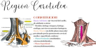 Región Carotídea.
Hacia Adelante: eje visceral del cuello,
de adelante a atrás:
· Tiroides, laringe, tráquea, faringe,
esófago, nervios recurrentes laríngeos.
Hacia Afuera: un doble plano muscular
envainado por la aponeurosis cervical
media y superficial, contiene:
· Plano Profundo: omohioideo,
esternocleidohioideo.
· Plano Superficial:
esternocleidomastoideo.
CONSTITUCIÓN
 