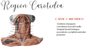 Región Carotídea.
Contiene el paquete
vasculonervioso del cuello
(Lingual, facial, faríngea
ascendente, occipital, auricular
posterior)
CANAL CAROTIDEO
 