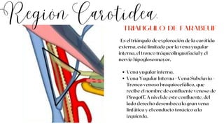 Región Carotídea.
Vena yugular interna.
Vena Yugular Interna + Vena Subclavia =
Tronco venoso braquiocefálico, que
recibe el nombre de confluente venoso de
Pirogoff. A nivel de este confluente, del
lado derecho desemboca la gran vena
linfática y el conducto torácico a la
izquierda.
Es el triángulo de exploración de la carótida
externa, está limitado por la vena yugular
interna, el tronco tráqueolinguofacial y el
nervio hipogloso mayor.
TRIÁNGULO DE FARABEUF
 