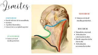 Límites.
SUPERIOR
Borde inferior de la mandíbula.
Gonion.
Apófisis Mastoidea.
Línea Curva occipital superior
POSTERIOR
Línea cervical
media posterior.
ANTERIOR
Línea cervical
media posterior.
INFERIOR
Manubrio esternal.
Articulación
esternoclavicular.
Borde superior de la
clavícula
Articulación
acromioclavicular
 