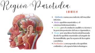Región Parotídea.
Adelante: rama ascendente del maxilar
inferior.
Atrás: apófisis mastoides y el
esternocleidomastoideo.
Arriba: por el conducto auditivo externo y
la porción posterior del arco cigomático.
Abajo: por una línea horizontal trazada
desde la apófisis mastoides al ángulo de
la mandíbula, que la separa de la región
carotidea.
Profundos: corresponde a la apófisis
estiloides y al espacio laterofaríngeo.
LIMITES
 