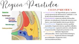 Región Parotídea.
Pared externa: AC Superficial, que se continúa
con la aponeurosis del masetero (adelante) y con
la del esternocleidomastoideo (atrás).
Pared anterior: rama ascendente del maxilar
inferior, envainada por el músculo masetero por
fuera, y por el pterigoideo interno por dentro.
Pared Posterior: Segmento externo: apófisis
mastoides. Segmento interno: apófisis estiloides.
Pared Superior: segmento anterior: articulación
temporomaxilar. Segmento posterior: CAE.
Pared Interna: Adelante: ligamento
esfenomaxilar. Atrás: espacio laterofaríngeo.
Pared Inferior: Segmento interno: triangulo
preesdohioideo. Segmento exter:
esternocleidomastoideo.
CELDA PAROTÍDEA
 