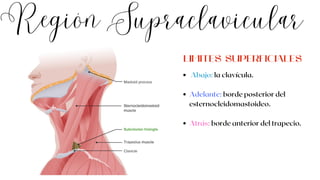 Región Supraclavicular
Abajo: la clavícula.
Adelante: borde posterior del
esternocleidomastoideo.
Atrás: borde anterior del trapecio.
LIMITES SUPERFICIALES
 