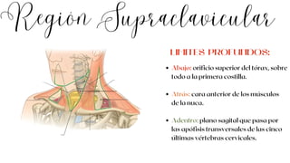 Región Supraclavicular
Abajo: orificio superior del tórax, sobre
todo a la primera costilla.
Atrás: cara anterior de los músculos
de la nuca.
Adentro: plano sagital que pasa por
las apófisis transversales de las cinco
últimas vértebras cervicales.
LIMITES PROFUNDOS:
 