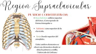 Base Inferior: orificio superior
del tórax. Corresponde de
forma triangular a
Adelante: cara superior de la
clavícula.
Atrás: borde superior del
omoplato.
Entre ambos elementos se
observan elementos donde se
sitúa la primera costilla.
(Tubérculo de Lisfranc)
Región Supraclavicular
PLANOS CONSTITUTIVOS:
 