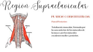 Región Supraclavicular
Pared Posterior:
Totalmente muscular, formada por
la cara anterior de los músculos de
la nuca y por los músculos
escalenos medio y posterior.
PLANOS CONSTITUTIVOS:
 