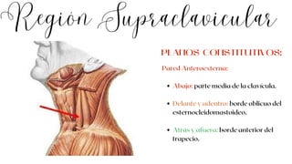 Región Supraclavicular
Abajo: parte media de la clavícula.
Delante y adentro: borde oblicuo del
esternocleidomastoideo.
Atrás y afuera: borde anterior del
trapecio.
Pared Anteroexterna:
PLANOS CONSTITUTIVOS:
 