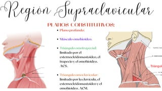 Plano profundo:
Músculo omohioideo.
Triángulo omotrapecial:
limitado por el
esternocleidomastoideo, el
trapecio y el omohioideo.
ACS.
Triangulo omoclavicular:
limitado por la clavícula, el
esternocleidomastoideo y el
omohioideo. ACM.
Región Supraclavicular
PLANOS CONSTITUTIVOS:
 
