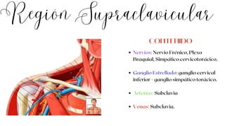Región Supraclavicular
Nervios: Nervio Frénico, Plexo
Braquial, Simpático cervicotorácico.
Ganglio Estrellado: ganglio cervical
inferior + ganglio simpático torácico.
Arterias: Subclavia
Venas: Subclavia.
CONTENIDO
 
