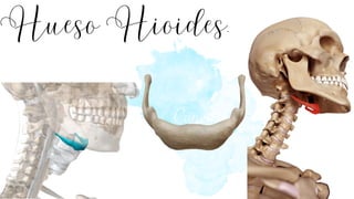 Hueso Hioides.
 