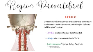 Región Prevertebral
Arriba: apófisis Basilar del Occipital.
Abajo: disco Intervertebral C7-D1.
Lateralmente: Vértice de las Apófisis
Transversas.
Conjunto de formaciones musculares y elementos
vasculonerviosos que se encuentran por delante
del Raquis Cervical.
LÍMITES
 