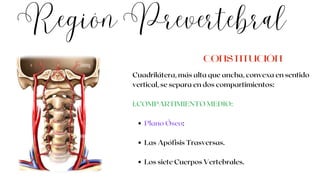 Región Prevertebral
Plano Óseo:
Las Apófisis Trasversas.
Los siete Cuerpos Vertebrales.
Cuadrilátera, más alta que ancha, convexa en sentido
vertical, se separa en dos compartimientos:
1.COMPARTIMIENTO MEDIO:
CONSTITUCIÓN
 