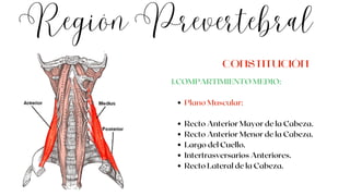 Región Prevertebral
Plano Muscular:
Recto Anterior Mayor de la Cabeza.
Recto Anterior Menor de la Cabeza.
Largo del Cuello.
Intertrasversarios Anteriores.
Recto Lateral de la Cabeza.
1.COMPARTIMIENTO MEDIO:
CONSTITUCIÓN
 