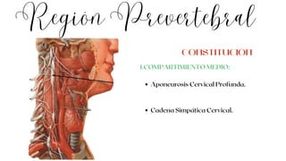 Región Prevertebral
Aponeurosis Cervical Profunda.
Cadena Simpática Cervical.
1.COMPARTIMIENTO MEDIO:
CONSTITUCIÓN
 