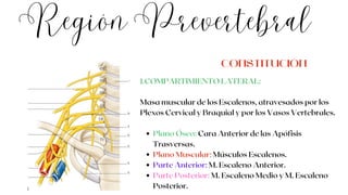 Región Prevertebral
Plano Óseo: Cara Anterior de las Apófisis
Trasversas.
Plano Muscular: Músculos Escalenos.
Parte Anterior: M. Escaleno Anterior.
Parte Posterior: M. Escaleno Medio y M. Escaleno
Posterior.
1.COMPARTIMIENTO LATERAL:
Masa muscular de los Escalenos, atravesados por los
Plexos Cervical y Braquial y por los Vasos Vertebrales.
CONSTITUCIÓN
 