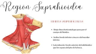 Región Suprahioidea.
Abajo: línea horizontal que pasa por el
cuerpo del hioides.
Arriba: borde inferior cóncavo del maxilar
inferior.
Lateralmente: borde anterior del milohioideo
que los separa del piso de la boca.
LÍMITES SUPERFICIALES
 