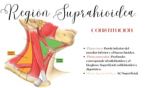 Región Suprahioidea.
Plano óseo: Borde inferior del
maxilar inferior y el hueso hioides.
Plano muscular. Profundo:
corresponde al milohioideo y el
hiogloso. Superficial: estilohioideo y
digástrico.
Plano Aponeurótico: AC Superficial.
CONSTITUCIÓN
 