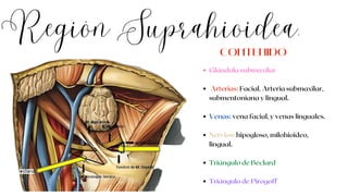 Región Suprahioidea.
Glándula submaxilar
Arterias: Facial. Arteria submaxilar,
submentoniana y lingual.
Venas: vena facial, y venas linguales.
Nervios: hipogloso, milohioideo,
lingual.
Triángulo de Béclard
Triángulo de Pirogoff
CONTENIDO
 