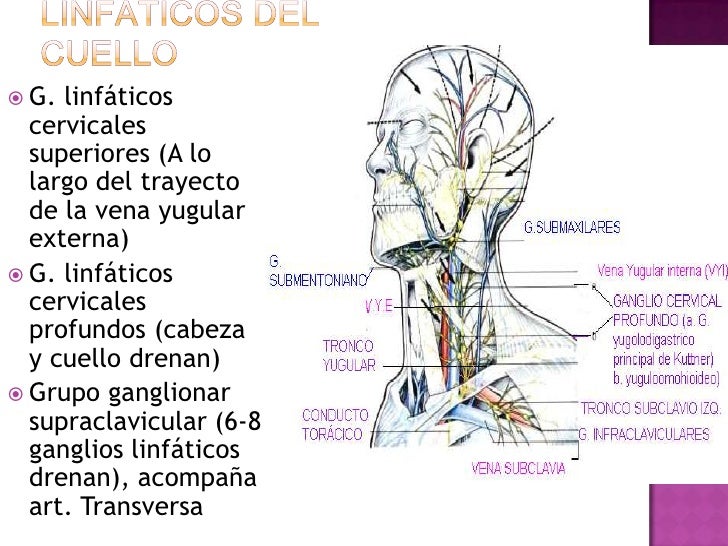 grupos ganglionares toracicos cuello grupos ganglionares toracicos cuello