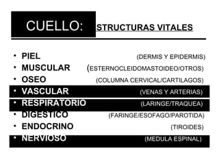 CUELLO:         ESTRUCTURAS VITALES


•   PIEL                       (DERMIS Y EPIDERMIS)
•   MUSCULAR     (ESTERNOCLEIDOMASTOIDEO/OTROS)
•   OSEO            (COLUMNA CERVICAL/CARTILAGOS)
•   VASCULAR                    (VENAS Y ARTERIAS)
•   RESPIRATORIO                (LARINGE/TRAQUEA)
•   DIGESTICO          (FARINGE/ESOFAGO/PAROTIDA)
•   ENDOCRINO                            (TIROIDES)
•   NERVIOSO                      (MEDULA ESPINAL)
 