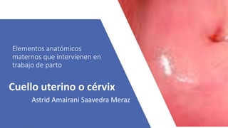 Elementos anatómicos
maternos que intervienen en
trabajo de parto
Cuello uterino o cérvix
Astrid Amairani Saavedra Meraz
 