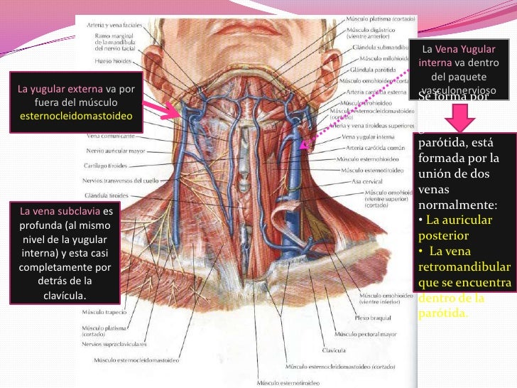 Vasos del cuello y plexo cervical
