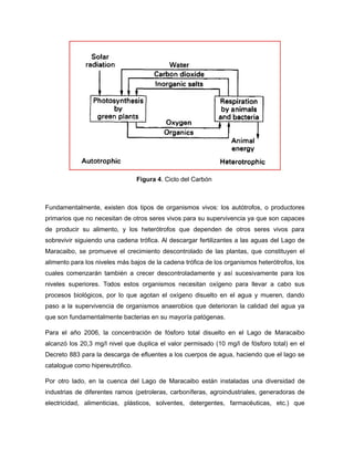 Figura 4. Ciclo del Carbón
Fundamentalmente, existen dos tipos de organismos vivos: los autótrofos, o productores
primarios que no necesitan de otros seres vivos para su supervivencia ya que son capaces
de producir su alimento, y los heterótrofos que dependen de otros seres vivos para
sobrevivir siguiendo una cadena trófica. Al descargar fertilizantes a las aguas del Lago de
Maracaibo, se promueve el crecimiento descontrolado de las plantas, que constituyen el
alimento para los niveles más bajos de la cadena trófica de los organismos heterótrofos, los
cuales comenzarán también a crecer descontroladamente y así sucesivamente para los
niveles superiores. Todos estos organismos necesitan oxígeno para llevar a cabo sus
procesos biológicos, por lo que agotan el oxígeno disuelto en el agua y mueren, dando
paso a la supervivencia de organismos anaerobios que deterioran la calidad del agua ya
que son fundamentalmente bacterias en su mayoría patógenas.
Para el año 2006, la concentración de fósforo total disuelto en el Lago de Maracaibo
alcanzó los 20,3 mg/l nivel que duplica el valor permisado (10 mg/l de fósforo total) en el
Decreto 883 para la descarga de efluentes a los cuerpos de agua, haciendo que el lago se
catalogue como hipereutrófico.
Por otro lado, en la cuenca del Lago de Maracaibo están instaladas una diversidad de
industrias de diferentes ramos (petroleras, carboníferas, agroindustriales, generadoras de
electricidad, alimenticias, plásticos, solventes, detergentes, farmacéuticas, etc.) que
 