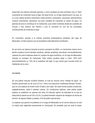 desarrolla una intensa actividad agrícola, y como resultado de esta actividad, hay un “flujo”
importante de nutrientes hacia el lago. De igual forma, en el lago desembocan ríos que, en
su curso desde territorio colombiano hasta territorio venezolano, atraviesan asentamientos
urbanos importantes, aportando una gran cantidad de nutrientes al cuerpo de agua. Un
ejemplo de esto lo constituye el río Catatumbo, que recibe nutrientes desde las ciudades de
Cúcuta y San Antonio del Táchira y que lo convierte en uno de los principales
contribuyentes de nutrientes al lago.
En conclusión, gracias a la intensa actividad antropogénica alrededor del Lago de
Maracaibo, es fácil suponer que el ecosistema está altamente eutrofizado.
Es así como se observa durante el primer semestre de 2004, un crecimiento masivo de la
planta acuática Lemna (lenteja acuática), plantas acuáticas vasculares monocotiledóneas,
capaces de cubrir extensas áreas en cuerpos de agua eutróficos, en el Lago de Maracaibo,
ubicado al noroeste de Venezuela. Esta planta acuática llegó a cubrir 1870 km2,
aproximadamente un 15% de la superficie del lago, lo que causó gran revuelo entre los
habitantes de la zona.
La Lemna
Es una planta vascular acuática flotante, la cual se conoce como “lenteja de agua”. Su
tamaño aproximado es de unos 0,5 cm. Tiene una estructura modificada llamada “fronde”,
que es una especie de fusión entre el tallo y las hojas. De cada fronde pueden producirse,
vegetativamente, hasta 5 plantas nuevas. En condiciones óptimas, esta planta puede
duplicar su población en apenas dos días. El intervalo óptimo de salinidad en la que se
desarrolla la planta es de 0,8 a 4,0 ‰. La planta también requiere de nitrógeno en forma de
amonio, de aguas cálidas y quietas, a fin de poder reproducirse.
La especie que generó el problema en el Lago de Maracaibo es la Lemna obscura, la cual
no había sido registrada previamente en Venezuela. Es probable que las aves la hayan
 