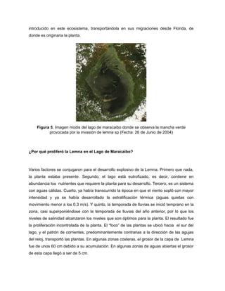 introducido en este ecosistema, transportándola en sus migraciones desde Florida, de
donde es originaria la planta.
Figura 5. Imagen modis del lago de maracaibo donde se observa la mancha verde
provocada por la invasión de lemna sp (Fecha: 26 de Junio de 2004)
¿Por qué proliferó la Lemna en el Lago de Maracaibo?
Varios factores se conjugaron para el desarrollo explosivo de la Lemna. Primero que nada,
la planta estaba presente. Segundo, el lago está eutrofizado, es decir, contiene en
abundancia los nutrientes que requiere la planta para su desarrollo. Tercero, es un sistema
con aguas cálidas. Cuarto, ya había transcurrido la época en que el viento sopló con mayor
intensidad y ya se había desarrollado la estratificación térmica (aguas quietas con
movimiento menor a los 0,3 m/s). Y quinto, la temporada de lluvias se inició temprano en la
zona, casi superponiéndose con la temporada de lluvias del año anterior, por lo que los
niveles de salinidad alcanzaron los niveles que son óptimos para la planta. El resultado fue
la proliferación incontrolada de la planta. El “foco” de las plantas se ubicó hacia el sur del
lago, y el patrón de corrientes, predominantemente contrarias a la dirección de las agujas
del reloj, transportó las plantas. En algunas zonas costeras, el grosor de la capa de Lemna
fue de unos 60 cm debido a su acumulación. En algunas zonas de aguas abiertas el grosor
de esta capa llegó a ser de 5 cm.
 