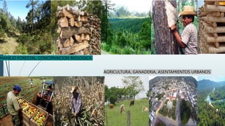 MANEJO FORESTAL, CONCERVACION BIOLOGICA
AGRICULTURA, GANADERIA, ASENTAMIENTOS URBANOS
 