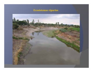 Ecosistemas riparios
 