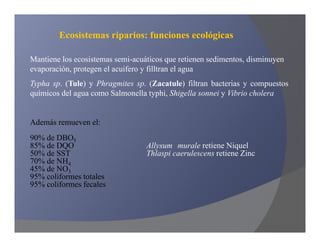 Ecosistemas riparios: funciones ecológicas

Mantiene los ecosistemas semi-acuáticos que retienen sedimentos, disminuyen
evaporación, protegen el acuifero y filltran el agua
Typha sp. (Tule) y Phragmites sp. (Zacatule) filtran bacterias y compuestos
químicos del agua como Salmonella typhi, Shigella sonnei y Vibrio cholera


Además remueven el:
90% de DBO5
85% de DQO                        Allysum murale retiene Niquel
50% de SST                        Thlaspi caerulescens retiene Zinc
70% de NH4
45% de NO3
95% coliformes totales
95% coliformes fecales
 