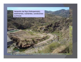 Variación de flujo (hidroperiodo),
sedimentos, nutrientes, condiciones
químicas
 