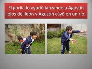 El gorila lo ayudó lanzando a Agustín
lejos del león y Agustín cayó en un río.
 