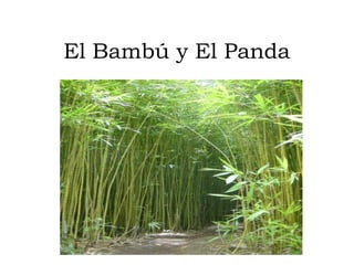 El Bambú y El Panda
 