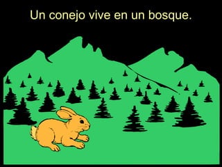 Un conejo vive en un bosque.
 