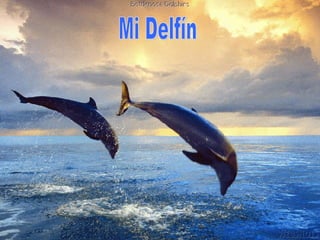 Mi Delfín 