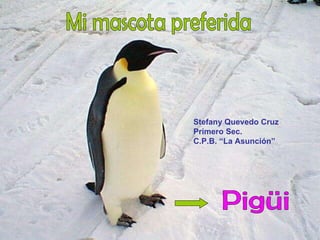 Mi mascota preferida Pigüi Stefany Quevedo Cruz Primero Sec.  C.P.B. “La Asunción” 