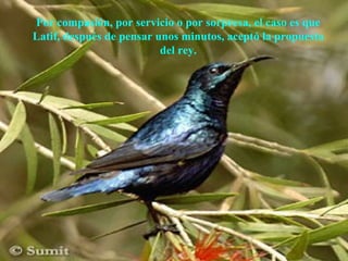 Por compasión, por servicio o por sorpresa, el caso es que
Latif, después de pensar unos minutos, aceptó la propuesta
                          del rey.




                 AdaliM
 