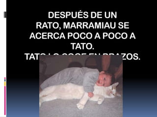 DESPUÉS DE UN RATO, MARRAMIAU SE ACERCA POCO A POCO A TATO.TATO LO COGE EN BRAZOS.
