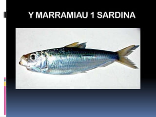 Y MARRAMIAU 1 SARDINA