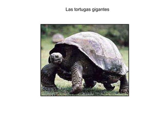Las tortugas gigantes 