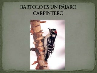 BARTOLO ES UN PÁJARO CARPINTERO 