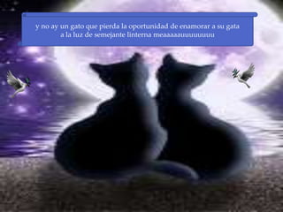 y no ay un gato que pierda la oportunidad de enamorar a su gata
        a la luz de semejante linterna meaaaaauuuuuuuu
 